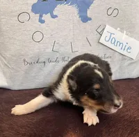 Jamie, a male Collie for sale in Park, KS – Photo 5 of 10