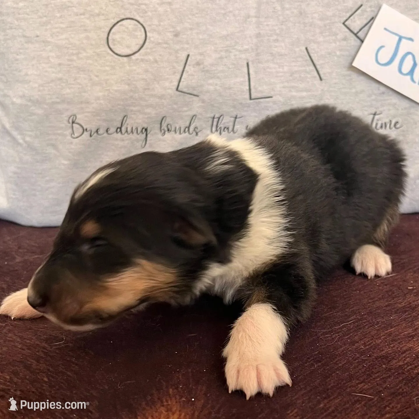 Jamie, a male Collie for sale in Park, KS – Photo 4 of 10