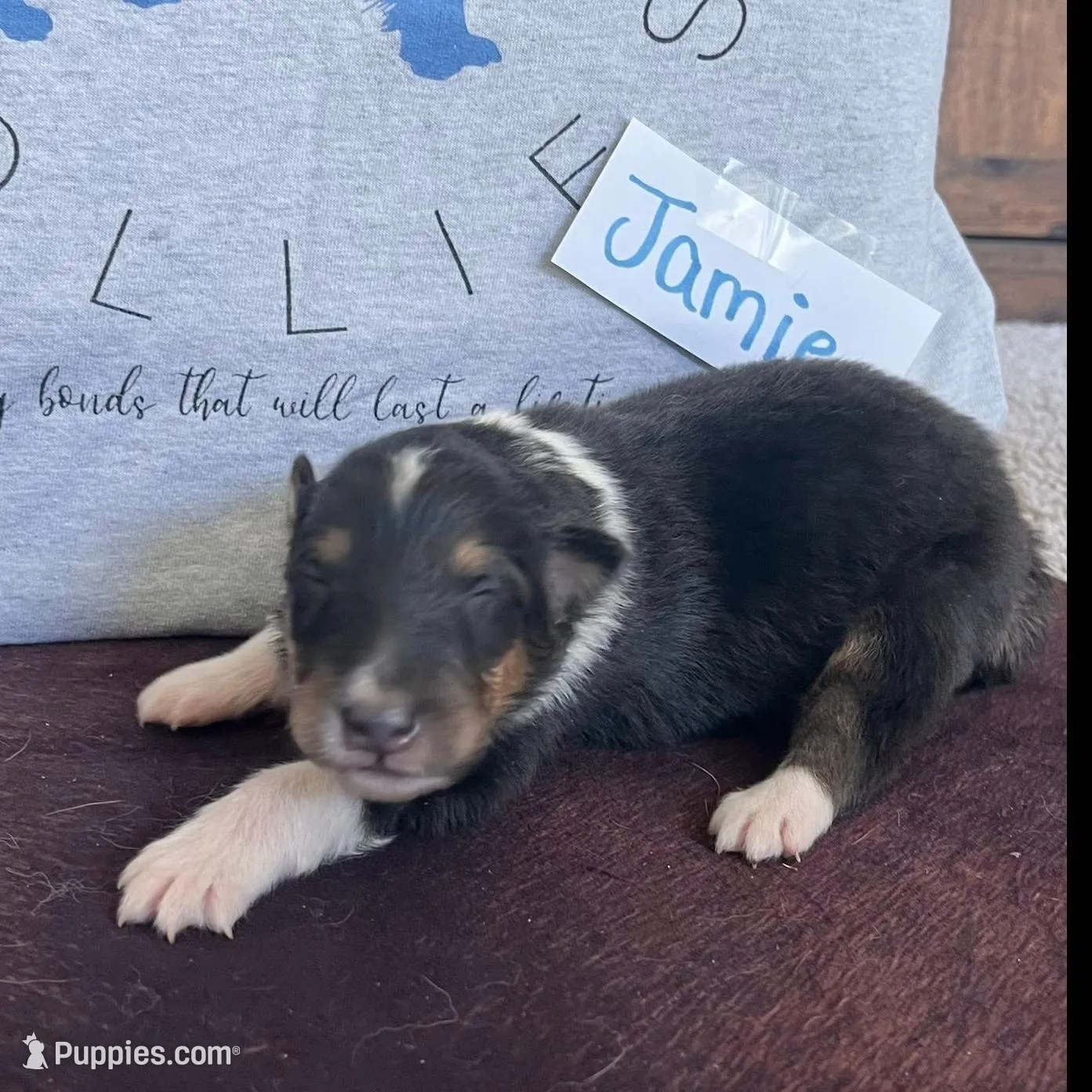 Jamie, a male Collie for sale in Park, KS – Photo 6 of 10