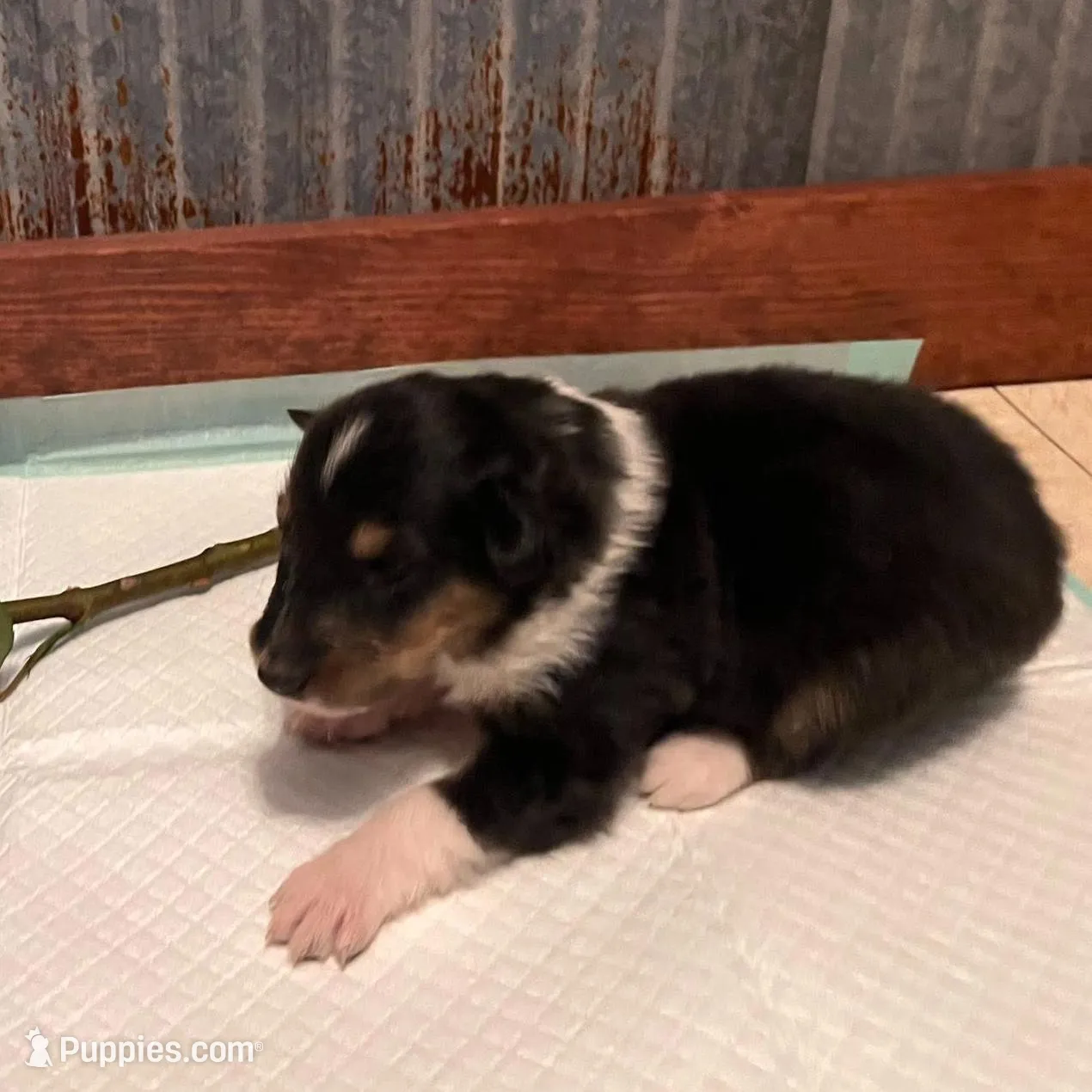 Jamie, a male Collie for sale in Park, KS – Photo 2 of 10