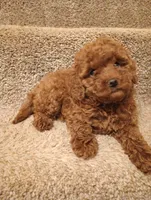 Princess, a female Poodle - Toy  for sale in Denver, PA – Photo 4 of 4