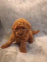 Princess, a female Poodle - Toy  for sale in Denver, PA – Photo 1 of 4