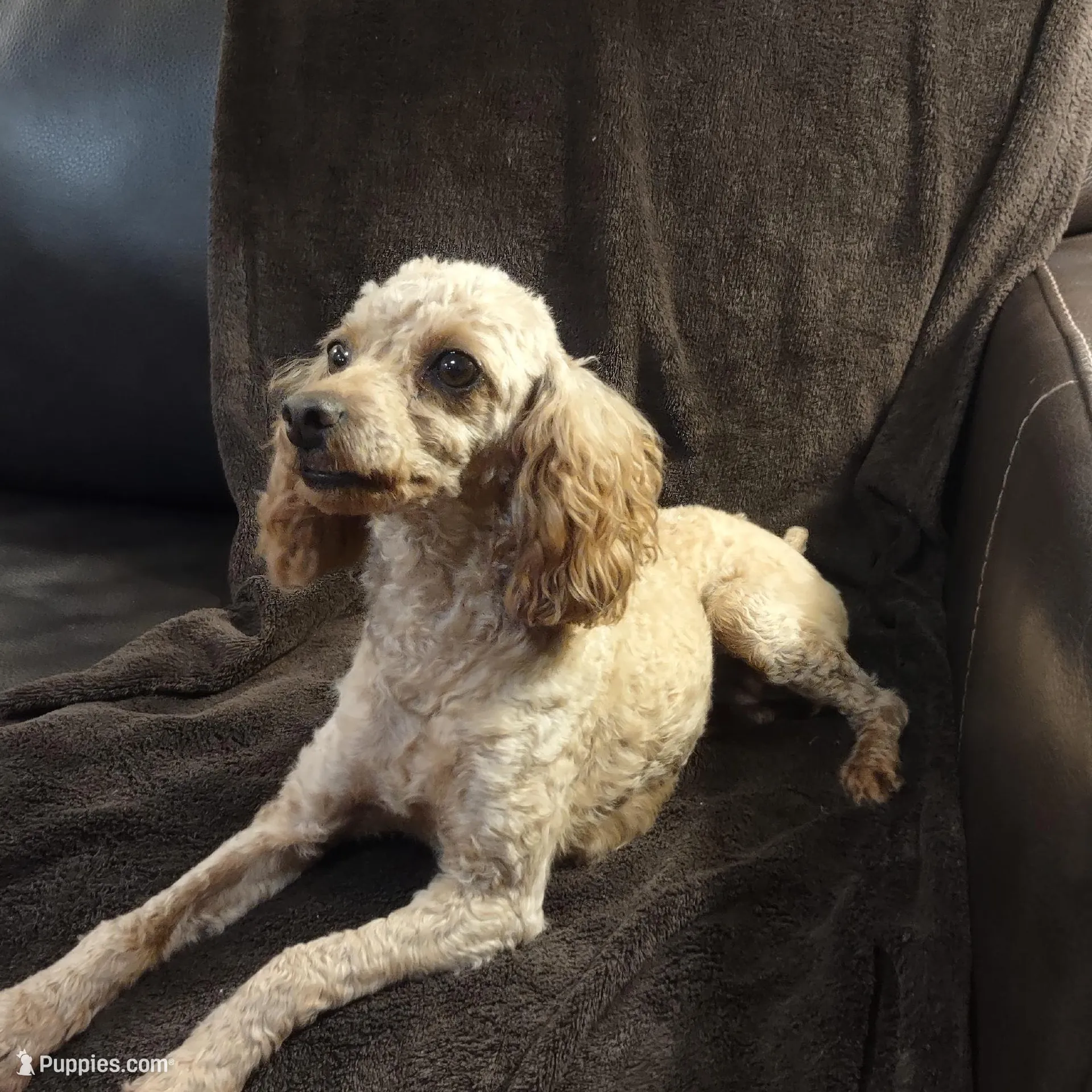 Precious , a female Poodle - Toy  for sale in Denver, PA – Photo 4 of 4