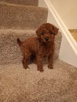 Precious , a female Poodle - Toy  for sale in Denver, PA – Photo 2 of 4