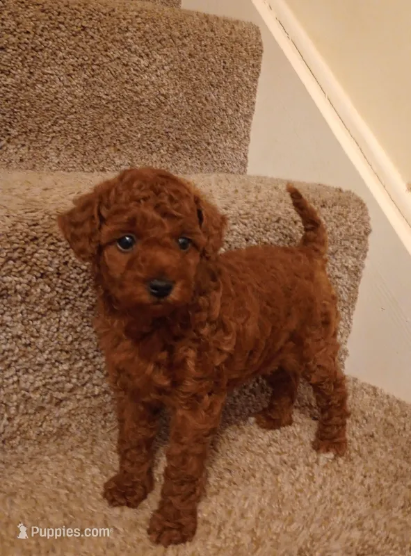 Precious  – Poodle - Toy  puppy for sale in Denver, PA
