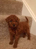 Precious , a female Poodle - Toy  for sale in Denver, PA – Photo 1 of 4