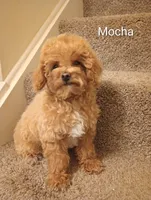 Mocha, a male Poodle - Toy  for sale in Denver, PA – 4 of 4