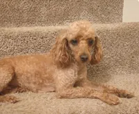 Ginger, a female Poodle - Toy  for sale in Denver, PA – 3 of 6
