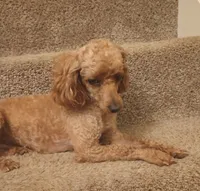 Ginger, a female Poodle - Toy  for sale in Denver, PA – 6 of 6