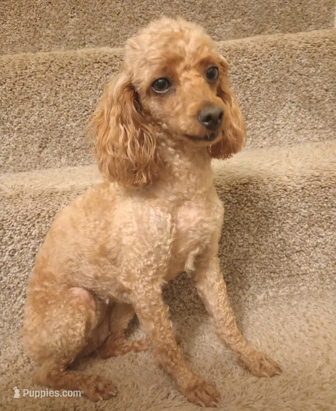 Ginger – Poodle - Toy  puppy for sale in Denver, PA