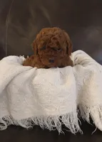 blake, a male Poodle - Miniature  for sale in Denver, PA – Photo 2 of 2