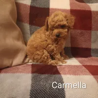 Carmella, a female Poodle - Toy  for sale in Denver, PA – 5 of 7