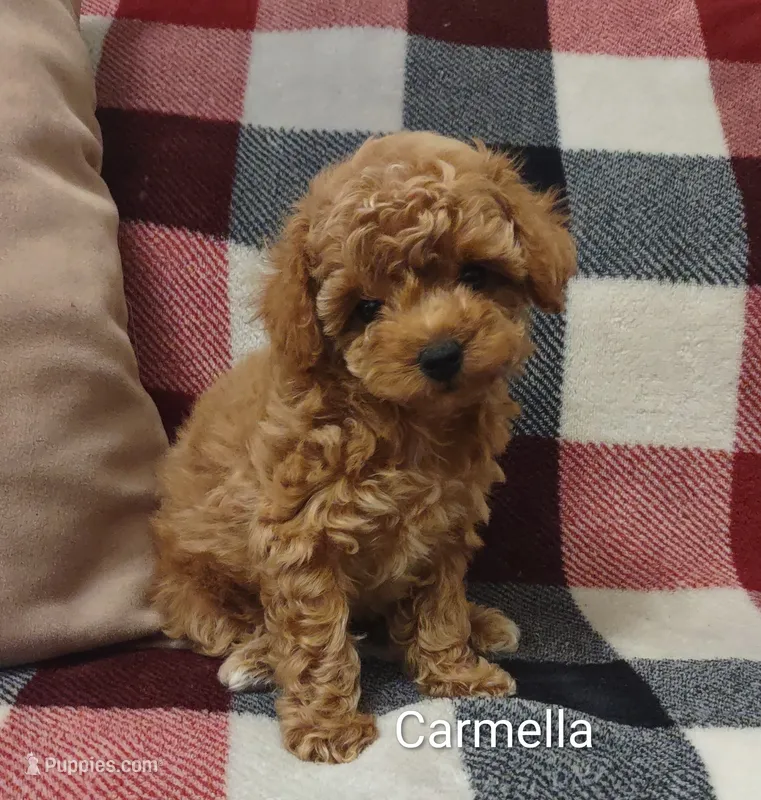 Carmella – Poodle - Toy  puppy for sale in Denver, PA