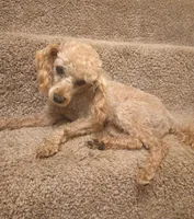 Rusty , a male Poodle - Toy  for sale in Denver, PA – 4 of 6