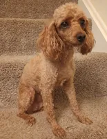 Ginger, a female Poodle - Toy  for sale in Denver, PA – 4 of 6