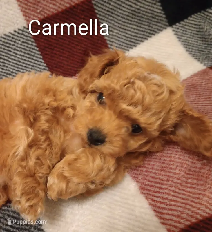 Carmella – Poodle - Toy  puppy for sale in Denver, PA