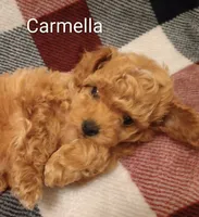 Carmella, a female Poodle - Toy  for sale in Denver, PA – 1 of 7