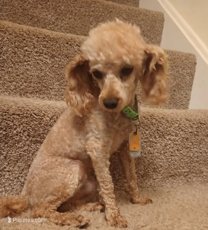 Rusty  – Poodle - Toy  puppy for sale in Denver, PA