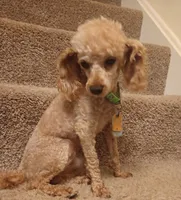 Rusty , a male Poodle - Toy  for sale in Denver, PA – 1 of 6