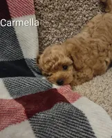 Carmella, a female Poodle - Toy  for sale in Denver, PA – 4 of 7