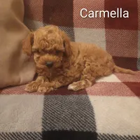 Carmella, a female Poodle - Toy  for sale in Denver, PA – 7 of 7