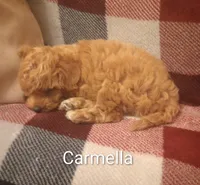 Carmella, a female Poodle - Toy  for sale in Denver, PA – 3 of 7