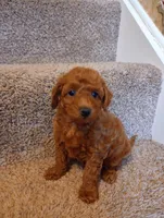 Teddy, a male Poodle - Toy  for sale in Denver, PA – Photo 3 of 5