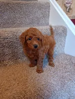 Teddy, a male Poodle - Toy  for sale in Denver, PA – Photo 4 of 5