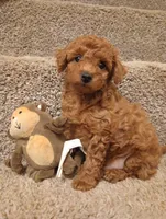 Teddy, a male Poodle - Toy  for sale in Denver, PA – Photo 2 of 5