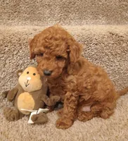 Teddy, a male Poodle - Toy  for sale in Denver, PA – Photo 5 of 5