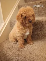 Mocha, a male Poodle - Toy  for sale in Denver, PA – 3 of 4
