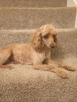 Ginger, a female Poodle - Toy  for sale in Denver, PA – 5 of 6