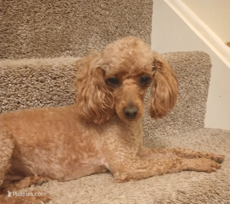 Ginger – Poodle - Toy  puppy for sale in Denver, PA