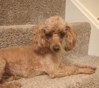 Ginger, a female Poodle - Toy  for sale in Denver, PA – 2 of 6