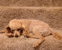Rusty , a male Poodle - Toy  for sale in Denver, PA – 2 of 6