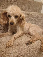 Rusty , a male Poodle - Toy  for sale in Denver, PA – 3 of 6