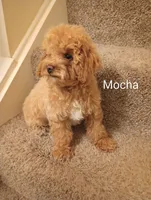 Mocha, a male Poodle - Toy  for sale in Denver, PA – 2 of 4