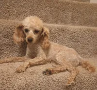 Rusty , a male Poodle - Toy  for sale in Denver, PA – 5 of 6