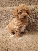 Mocha, a male Poodle - Toy  for sale in Denver, PA – Photo 3 of 5