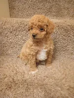 Mocha, a male Poodle - Toy  for sale in Denver, PA – Photo 5 of 5