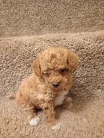 Mocha, a male Poodle - Toy  for sale in Denver, PA – Photo 4 of 5