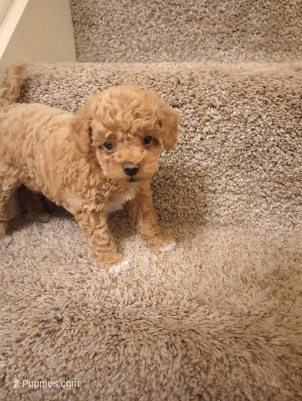 Mocha – Poodle - Toy  puppy on hold in Denver, PA