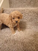 Mocha, a male Poodle - Toy  for sale in Denver, PA – Photo 1 of 5