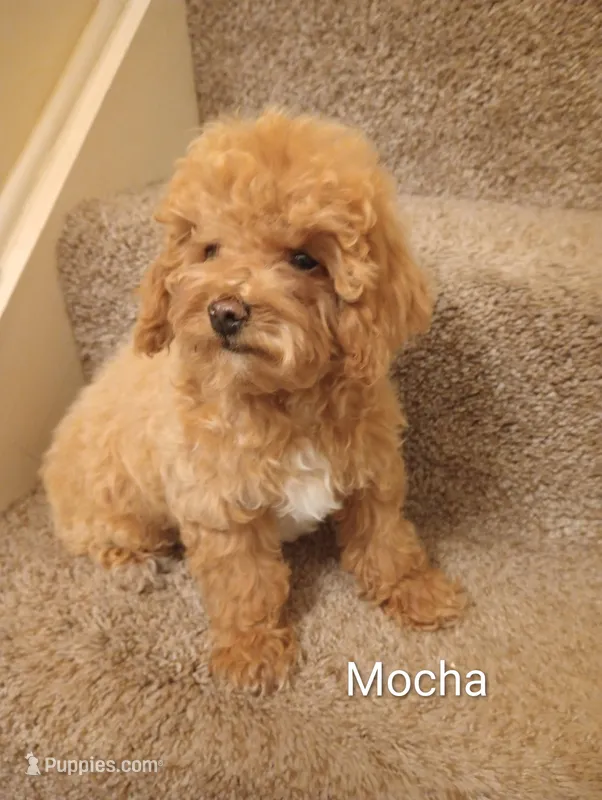 Mocha – Poodle - Toy  puppy for sale in Denver, PA