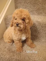 Mocha, a male Poodle - Toy  for sale in Denver, PA – 1 of 4