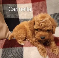 Carmella, a female Poodle - Toy  for sale in Denver, PA – 2 of 7