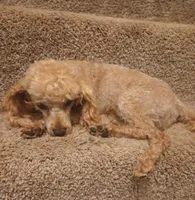 Rusty , a male Poodle - Toy  for sale in Denver, PA – 6 of 6