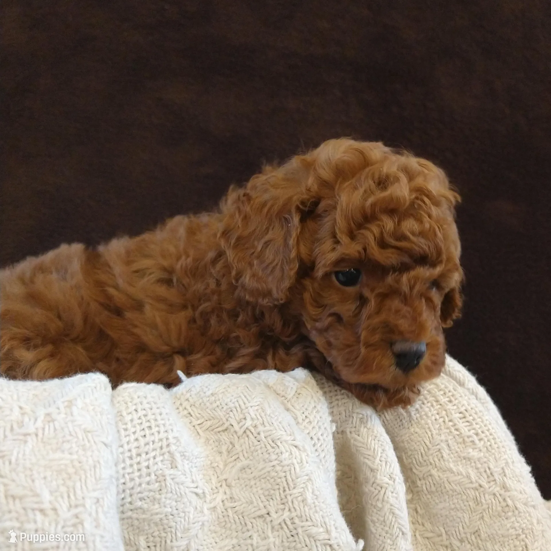 Archie, a male Poodle - Miniature  for sale in Denver, PA – Photo 6 of 8