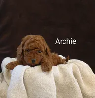 Archie, a male Poodle - Miniature  for sale in Denver, PA – Photo 4 of 8
