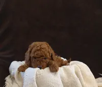 Archie, a male Poodle - Miniature  for sale in Denver, PA – Photo 5 of 8